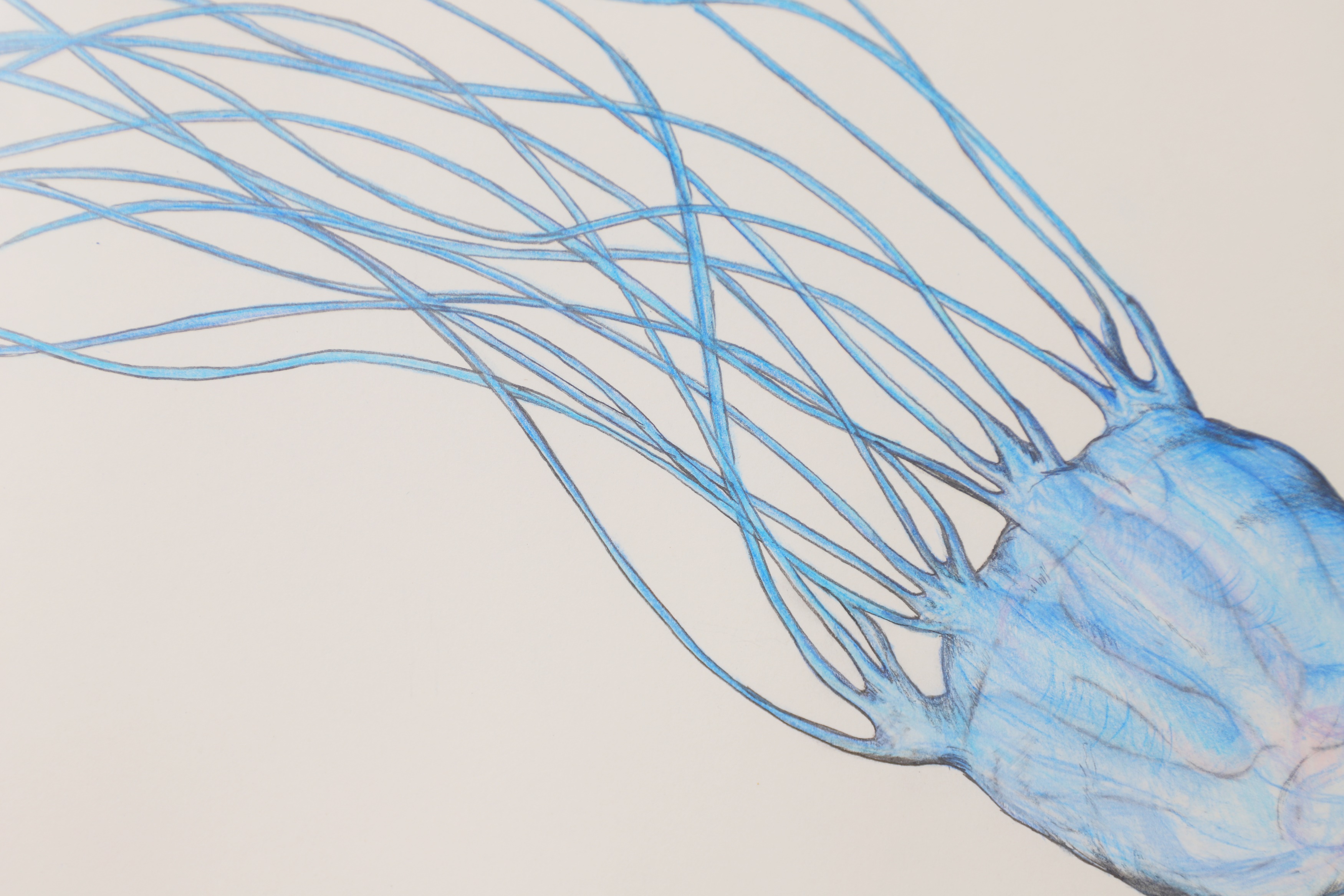 Phil Coles (contemporary) 'Death Down Under', Box Jellyfish; (£300-500)